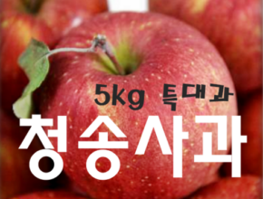 놓치면 후회할 애플진 햇 보조개사과 5kg1박스_부사 베스트상품